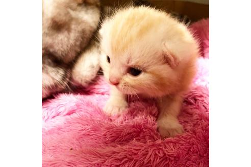 成約済の大阪府のマンチカン-7257の2枚目